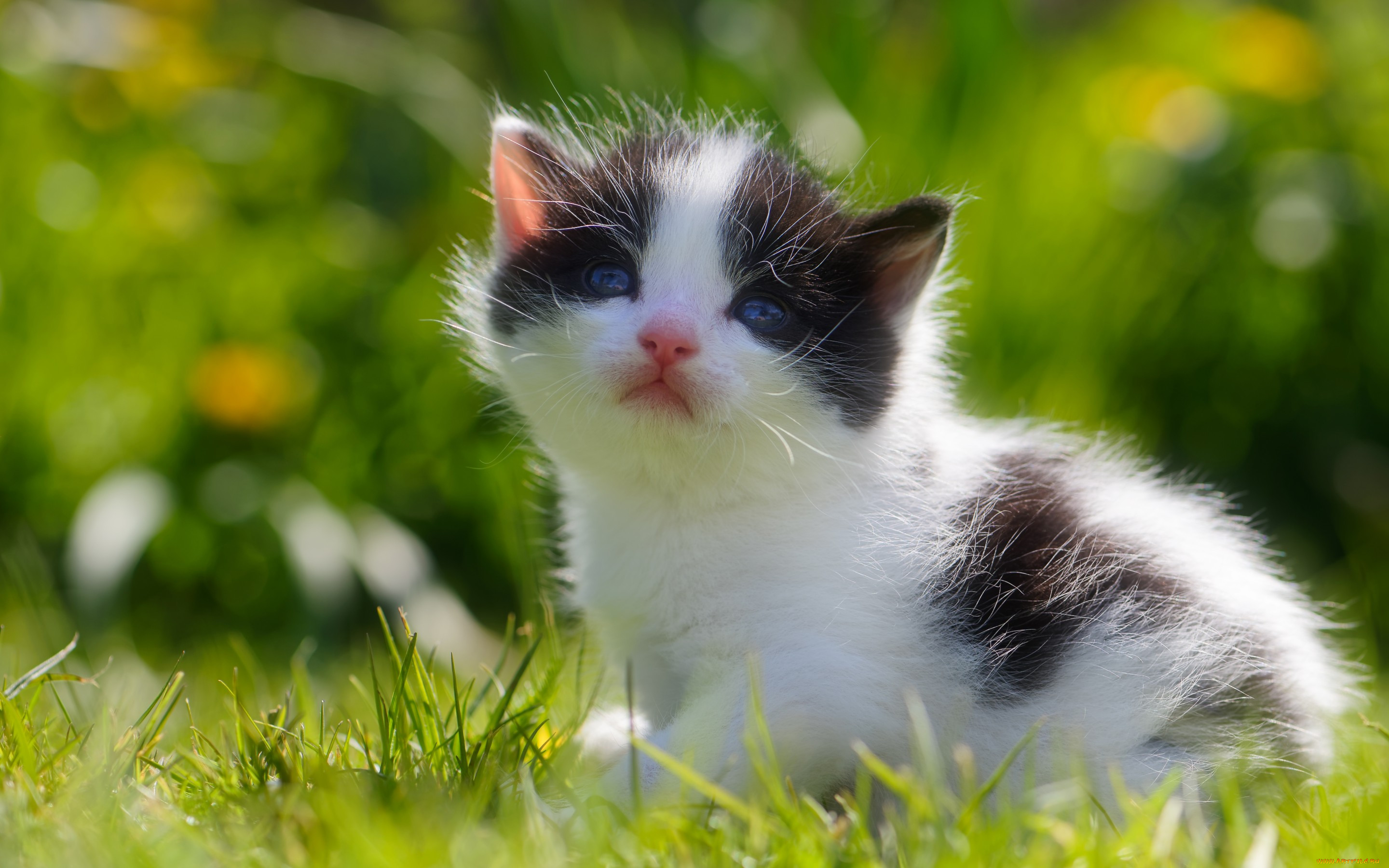 Baby kitten фото